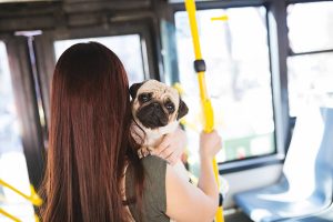 dog on bus